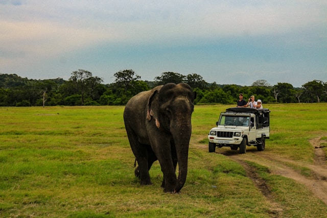 Travelers on a safari jeep observing an elephant in Sri Lanka